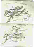 Pepe9